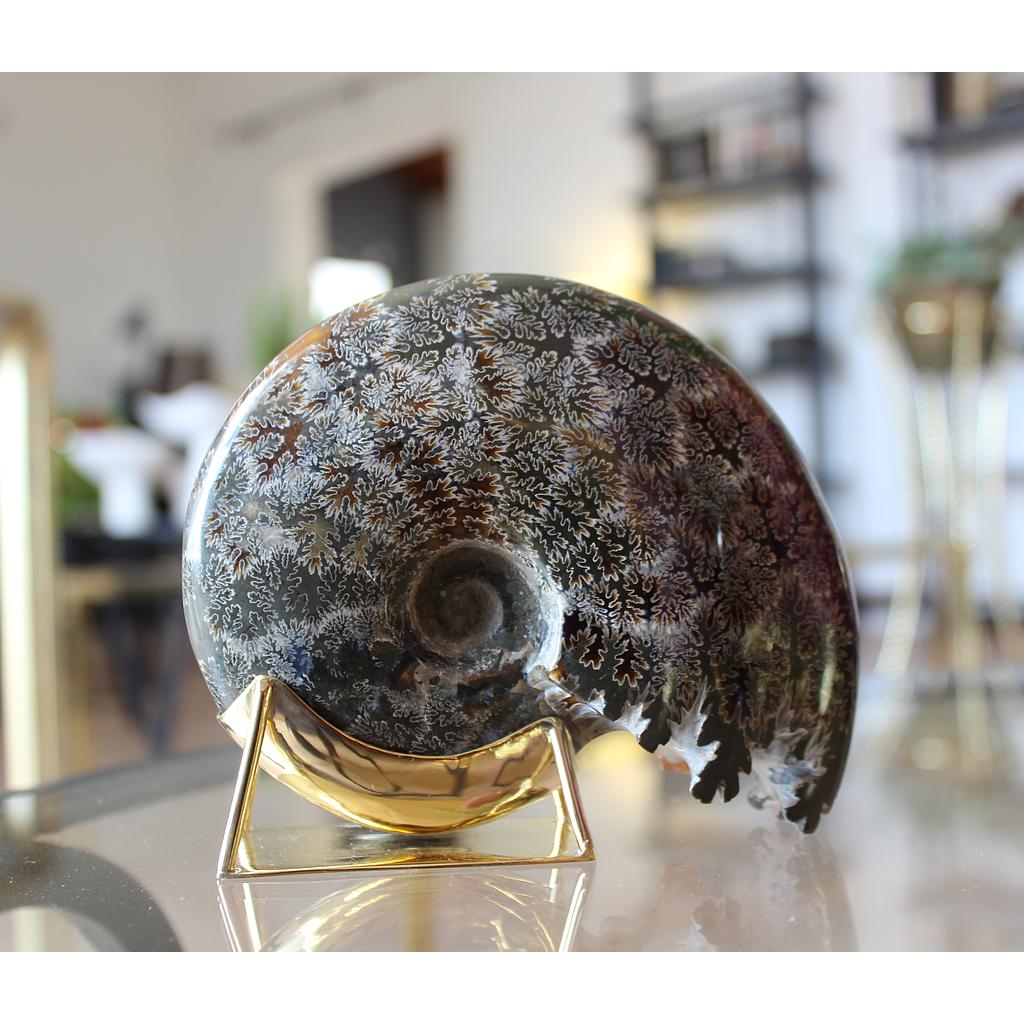 AMONITE BERCEAU 0,5/0,6 KG