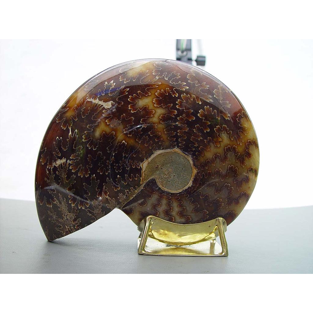 AMONITE BERCEAU 0,7/0,8 KG