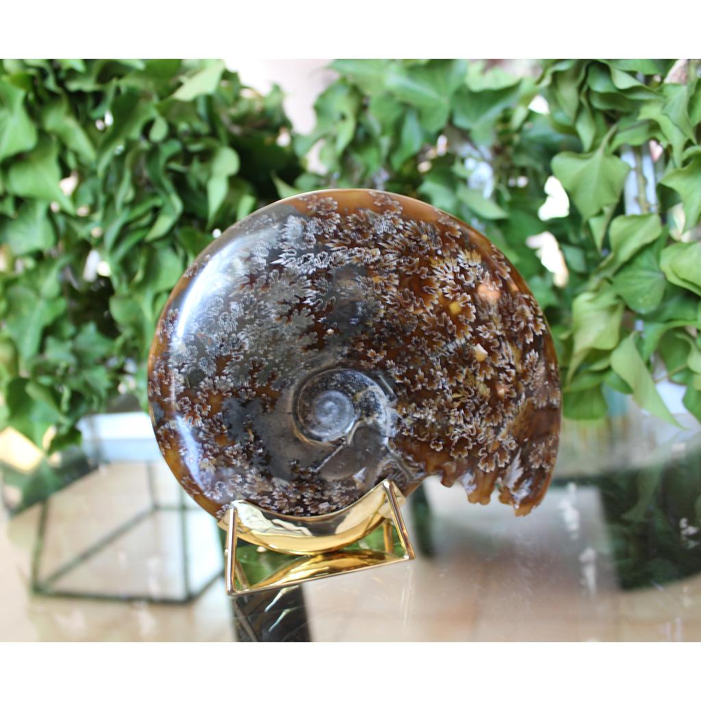 AMONITE BERCEAU 0,9/1 KG