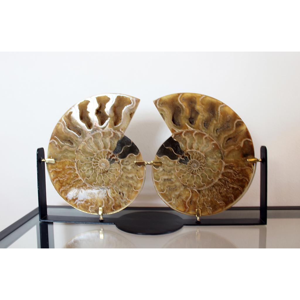 DEMI-CADRE AMONITE 1,6 / 1,9 KG